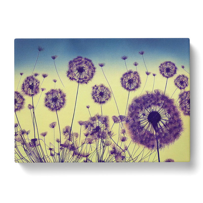 Enticing Dandelion Flowers - Wrapped Canvas Print, 50cm H x 76cm W x 3cm D