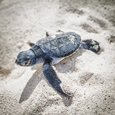 Tortue de mer, nouveau-né. par italiansight