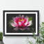 Pink Water Lily Flower Vol.3 - Picture Frame Graphic Art-62804094-62804091