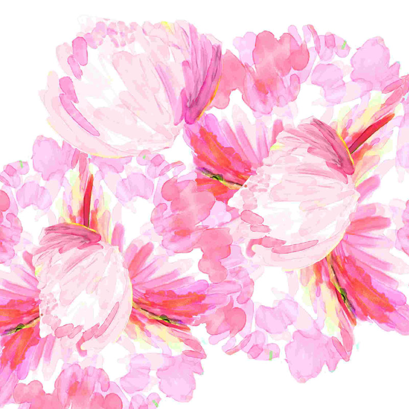 Pivoines roses sur fond blanc, H 30 po x l 30 po