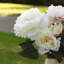 Tige de pivoine 28 po-2051446000