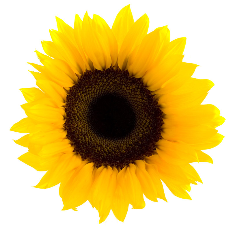 Sunflower - Wrapped Canvas Print, 122cm H x 122cm W x 3.8cm D