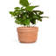 Felipe Planter Small-2060953717