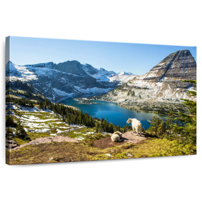 Glacier Park Goats