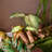 19.6'' Faux Alocasia Plant