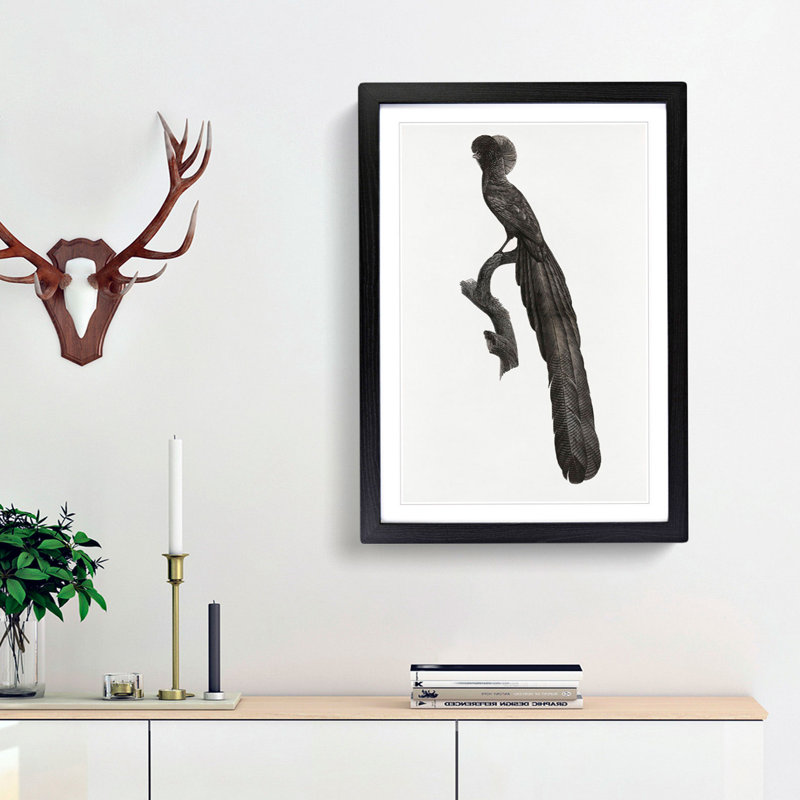 Magpie Bird of Paradise by Jacques Barraband - Picture Frame Art Print, 48cm H x 36cm W x 2cm D, Black Framed