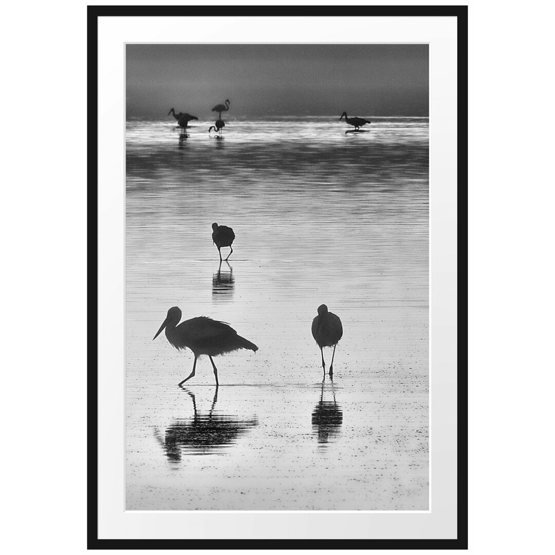 Störche im Wasser Gerahmter Fotokunstdruck