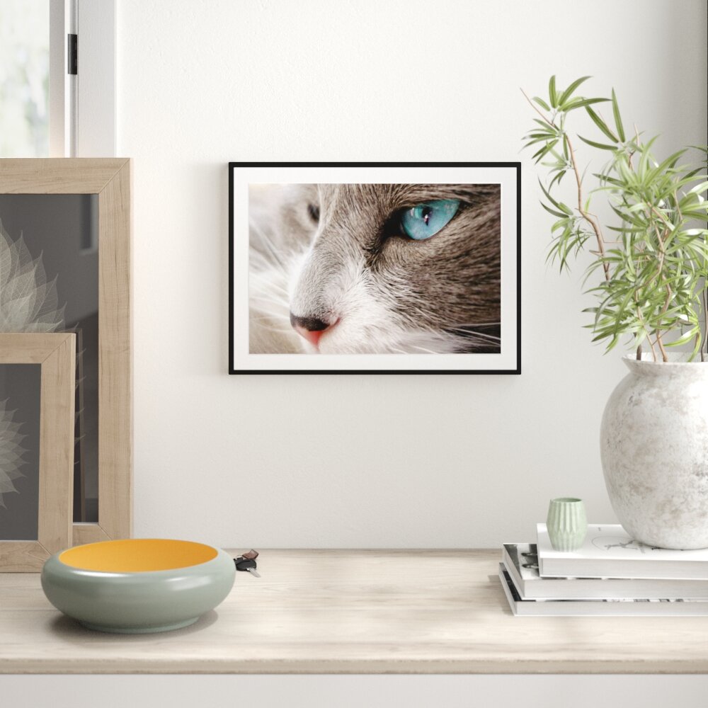 Gerahmtes Poster Katze mit blauen Augen