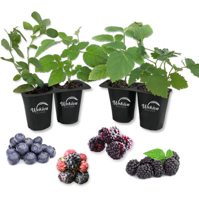 Berry Variety Pack - 4 Live Starter Plants - One Each Starter Plant of Blueberry, Blackberry, Raspberry, and Boysenberry for Your Edible Garden