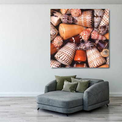 Cone Shells