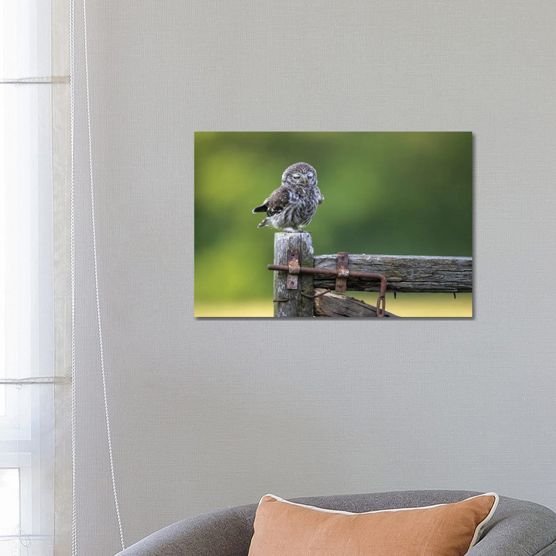 Sleepy By Marco Redaelli - Wrapped Canvas Photograph by Marco Redaelli - Wrapped Canvas Print
