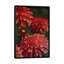 « dahlia », reproduction de photo sur toile-33083803-72226393-72226398