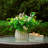 11 " H Faux Eucalyptus Topiary