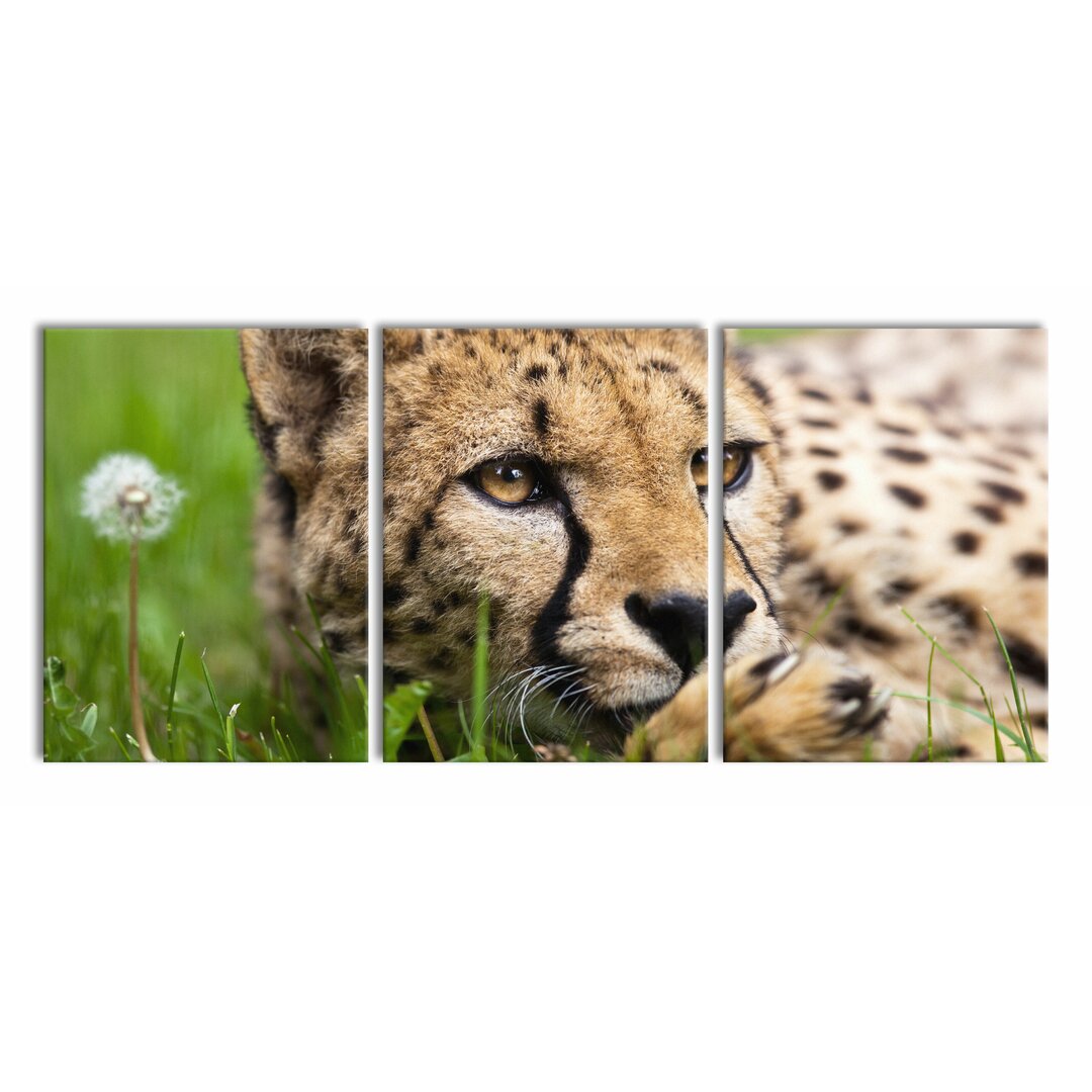 3-tlg. Leinwandbilder-Set Gepard im Gras