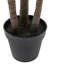 Potted Statement Palm 1580mm