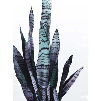 " Snake Plant Muted Blue "