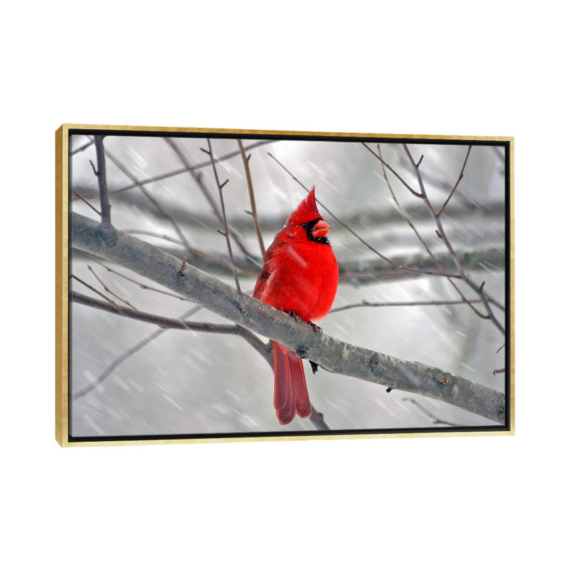 « cardinal oiseau »-impression, Toile encadrée d'or, H 32 po x l 48 po x P 1,5 po