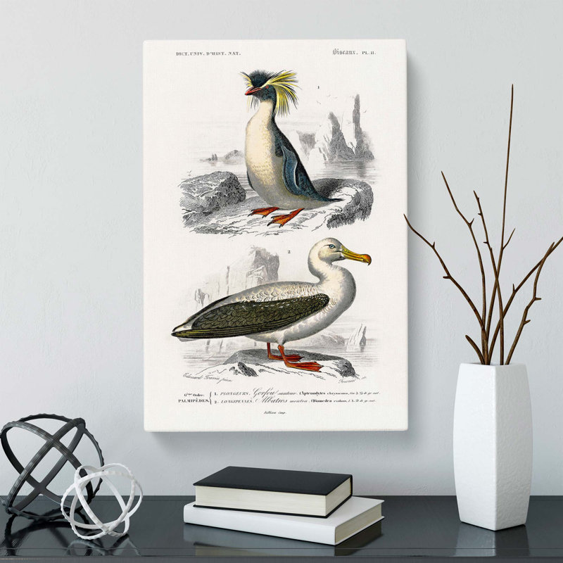 Rock Penguin And Albatross by Charles D Orbigny - Wrapped Canvas, 50cm H x 35cm W x 3cm D