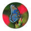 Beautiful Butterfly Print-23528120