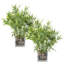 2 - Piece Artificial Plant Set