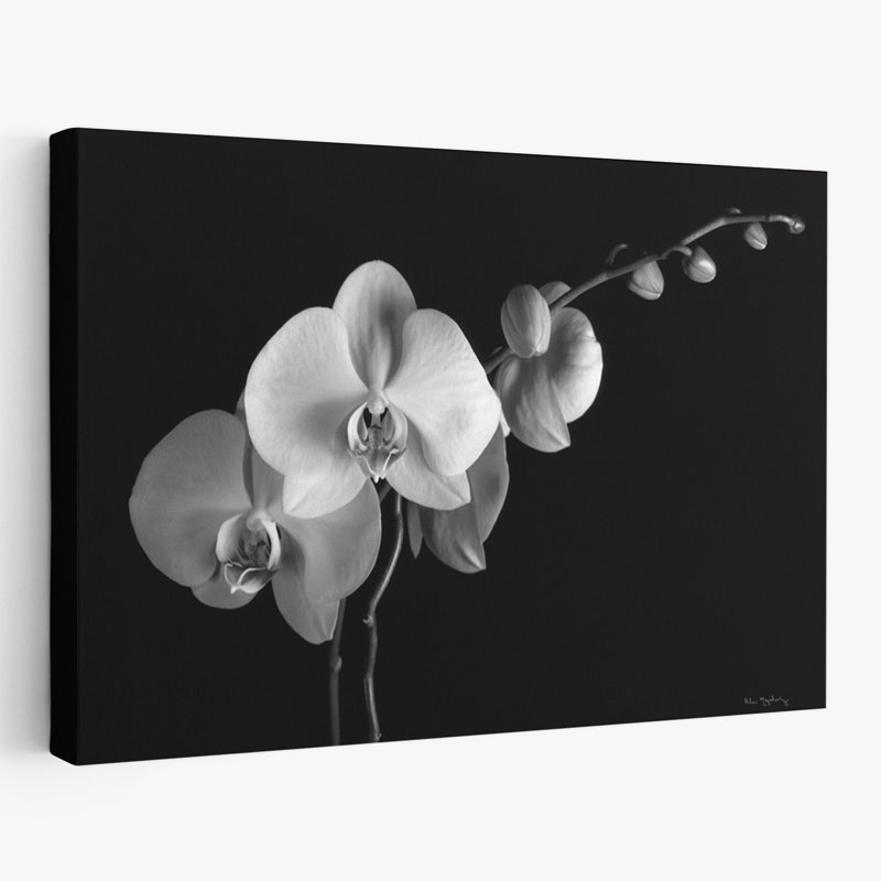 Florals Flowers - Moth Orchids II, H 16 po x l 24 po
