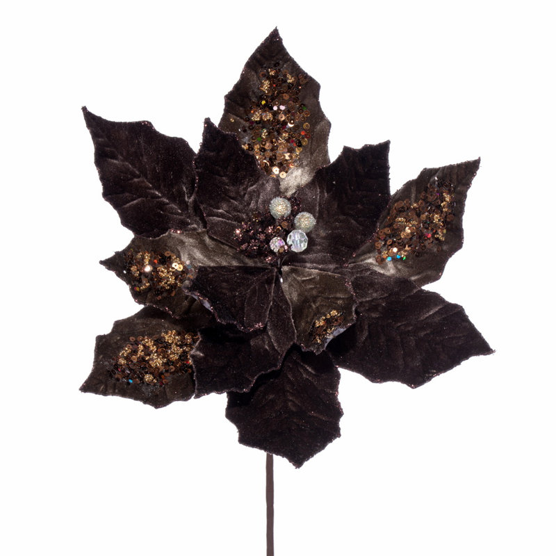 Tige de poinsettia, Moka