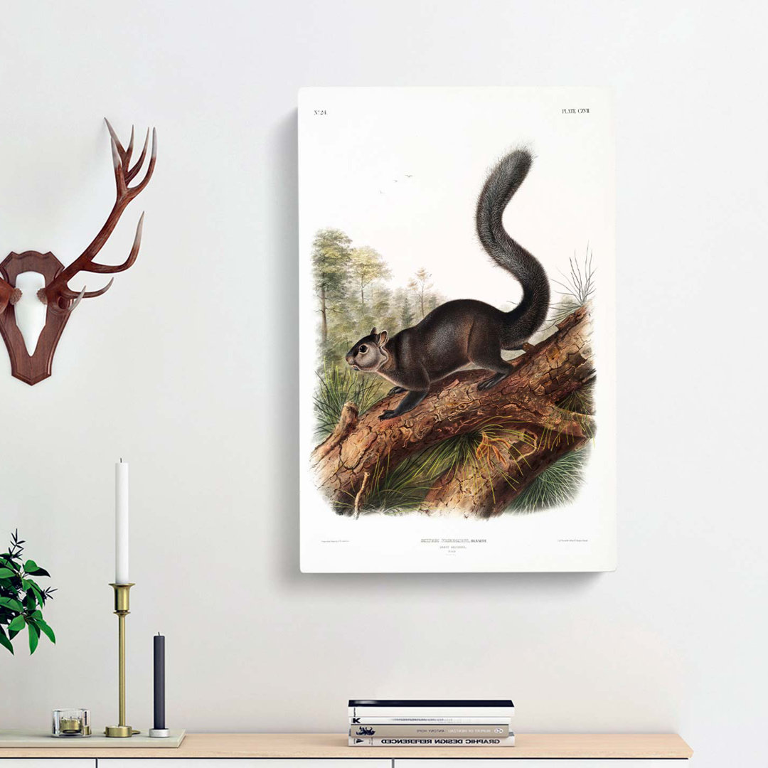 Dusky Squirrel by J.W. Audubon - Wrapped Canvas