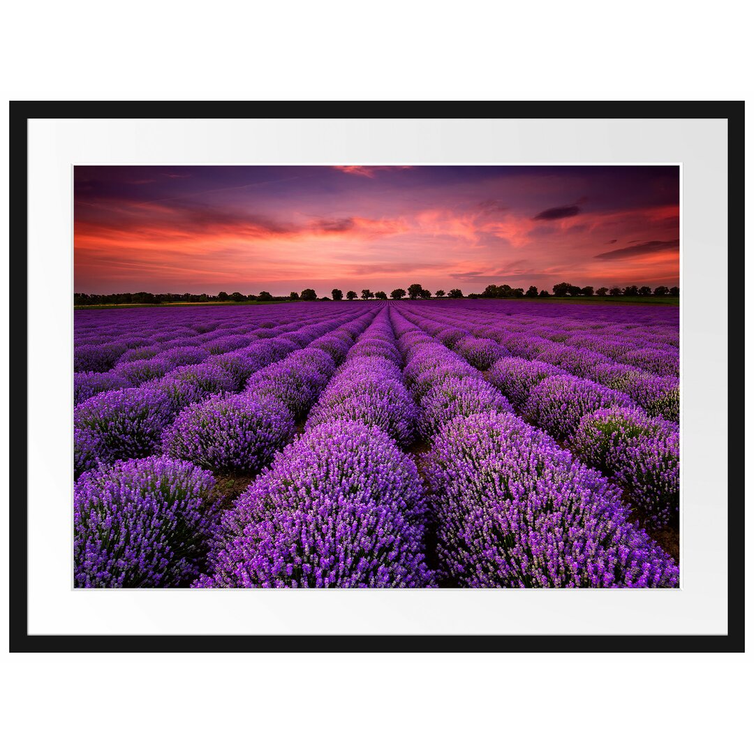 Gerahmtes Poster Wunderschöne Lavendel Provence