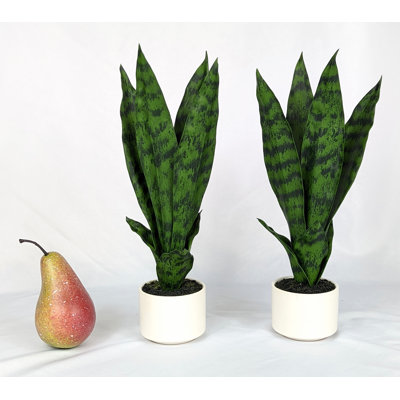 Sansevieria