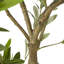 Andaiye Plant in Pot-329042392