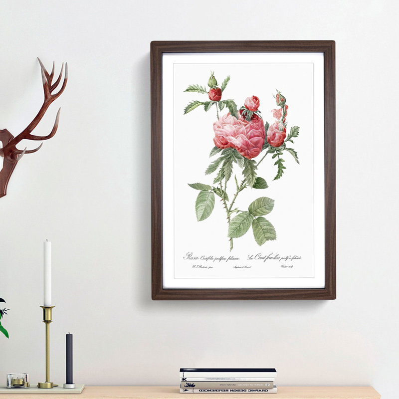 Cabbage Roses in Pink by Pierre-Joseph Redoute - Picture Frame Painting Print, Walnut Framed, 65cm H x 48cm W x 2cm D