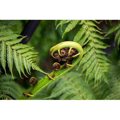 New Zealand Silver Fern by Goddard_Photography