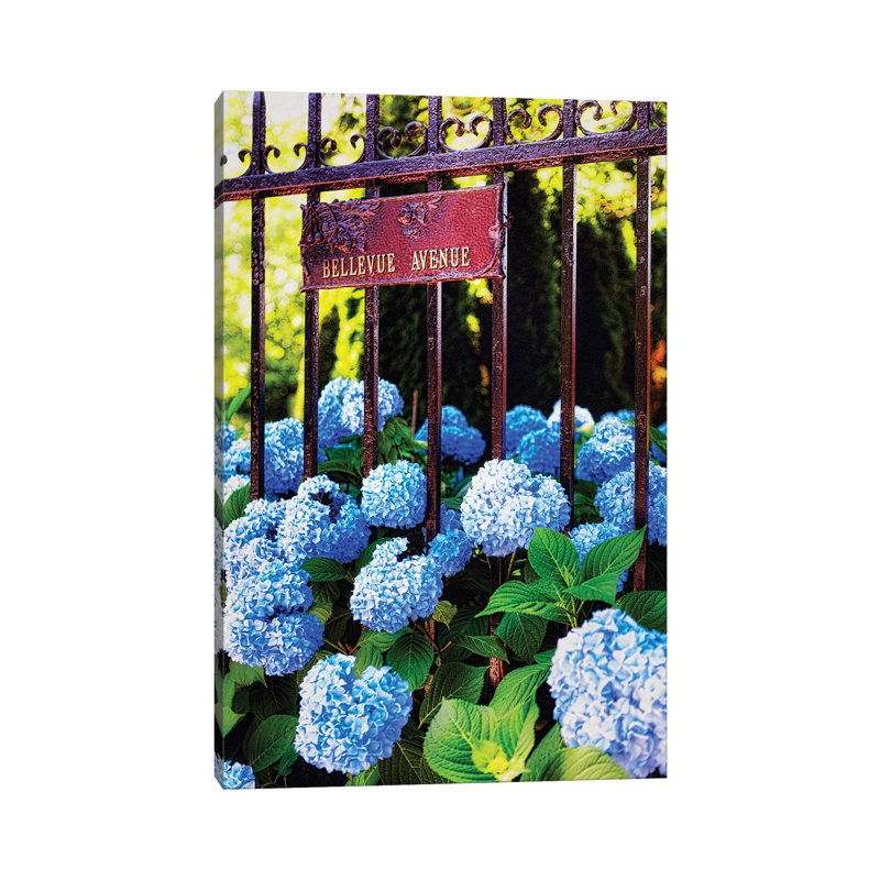 Hydrangea, Bellevue Avenue, Newport, Rhode Island by George Oze - Wrapped Canvas Print, 30.48 cm H x 45.72 cm W