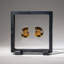 Two Genuine Polished Calcified Ammonite Halves in Display Box (15 Grams)