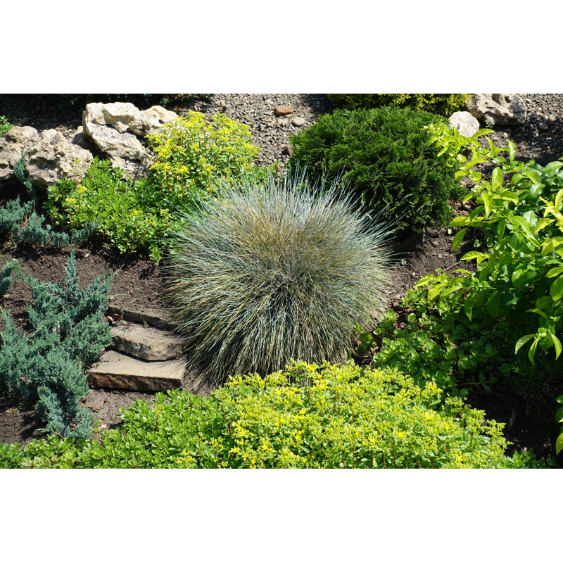 Plants In Rock Garden by Apugach - Wrapped Canvas Print, 30cm H x 46cm W