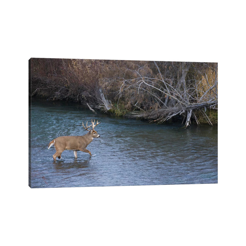 White-tail Deer Buck Crossing River by Ken Archer - Wrapped Canvas Gallery-Wrapped Canvas Giclée, 20.32 cm H x 30.48 cm W