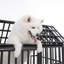 Cage pour chien 52 po
