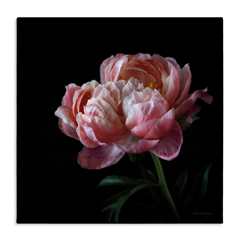 «Dark Rose», reproduction sur toile par Debra Van Swearingen, H 17 po x l 17 po x P 1,5 po