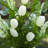 Silk Lavender Arrangement in Pot-835994612