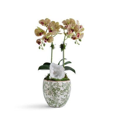 Double Orchid vase