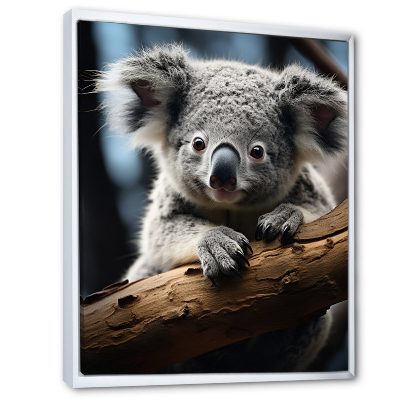 Koala Koalas Serenity - animaux, reproduction sur toile, H 32 po x l 24 po x P 1 po, Cadre flottant blanc