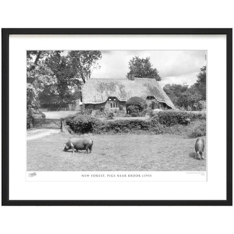 New Forest, Pigs Near Brook C1955 by Francis Frith - Single Picture Frame Print, 28cm H x 36cm W x 2.3cm D