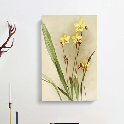 Magnolia Flowers Illustration Tab.88 by Frederick Sander - Wrapped Canvas Print