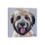 Wheaten Terrier III-35539290-72395694-72446705