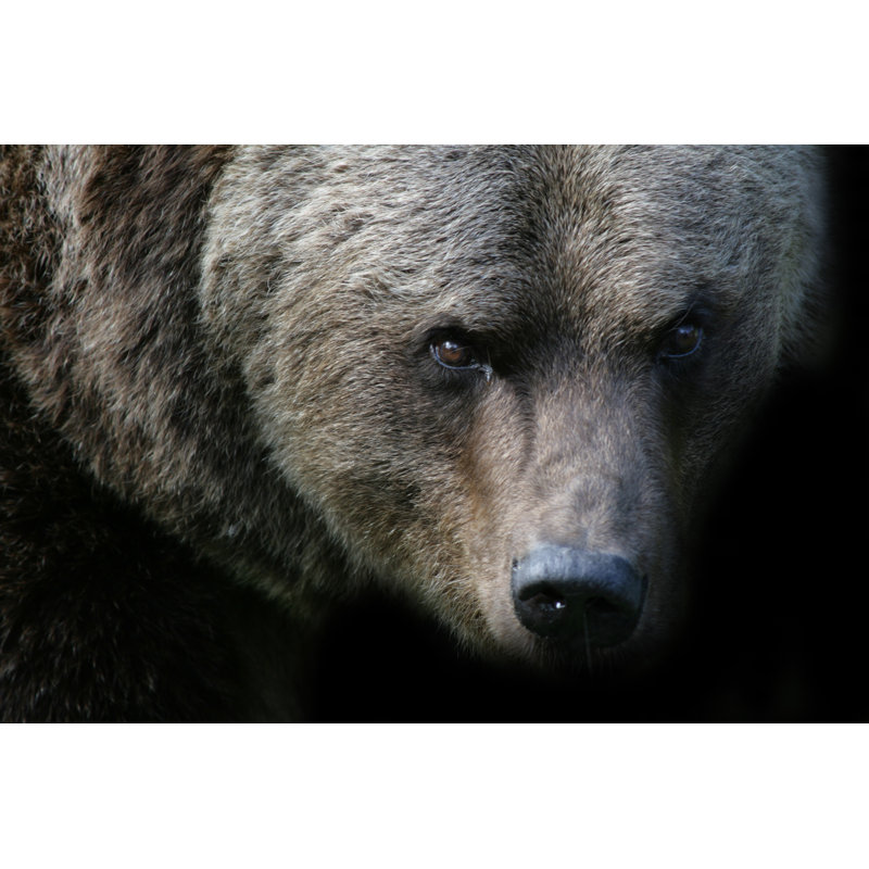 Angry Bear par Valdecasas - Photographie sur toile tendue, L 48 po x H 32 po