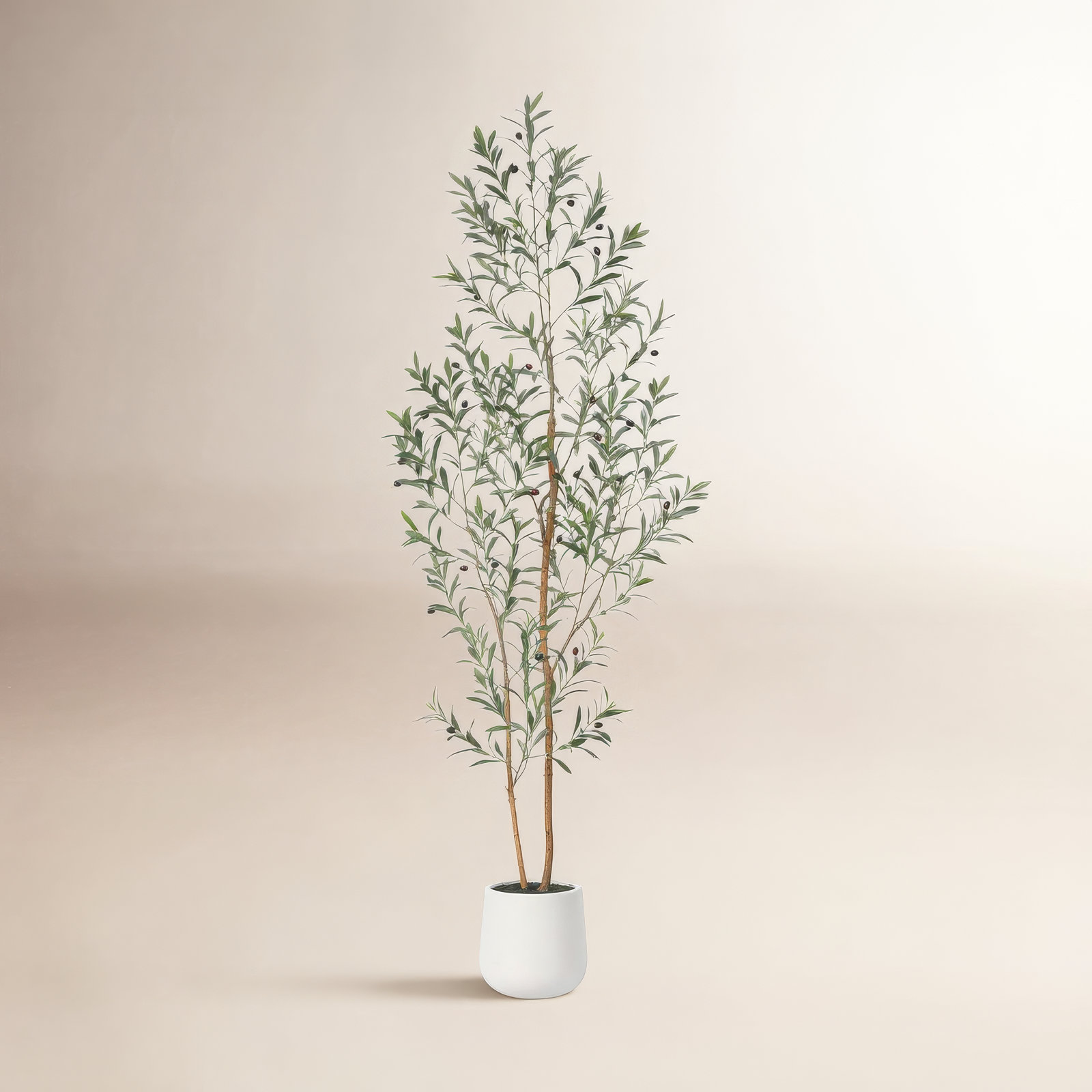 Adcock Olive Tree in Pot, 84" H x 28" W x 28" D