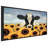 " Surrounded " by Sunflowers-1595719152-1595719118