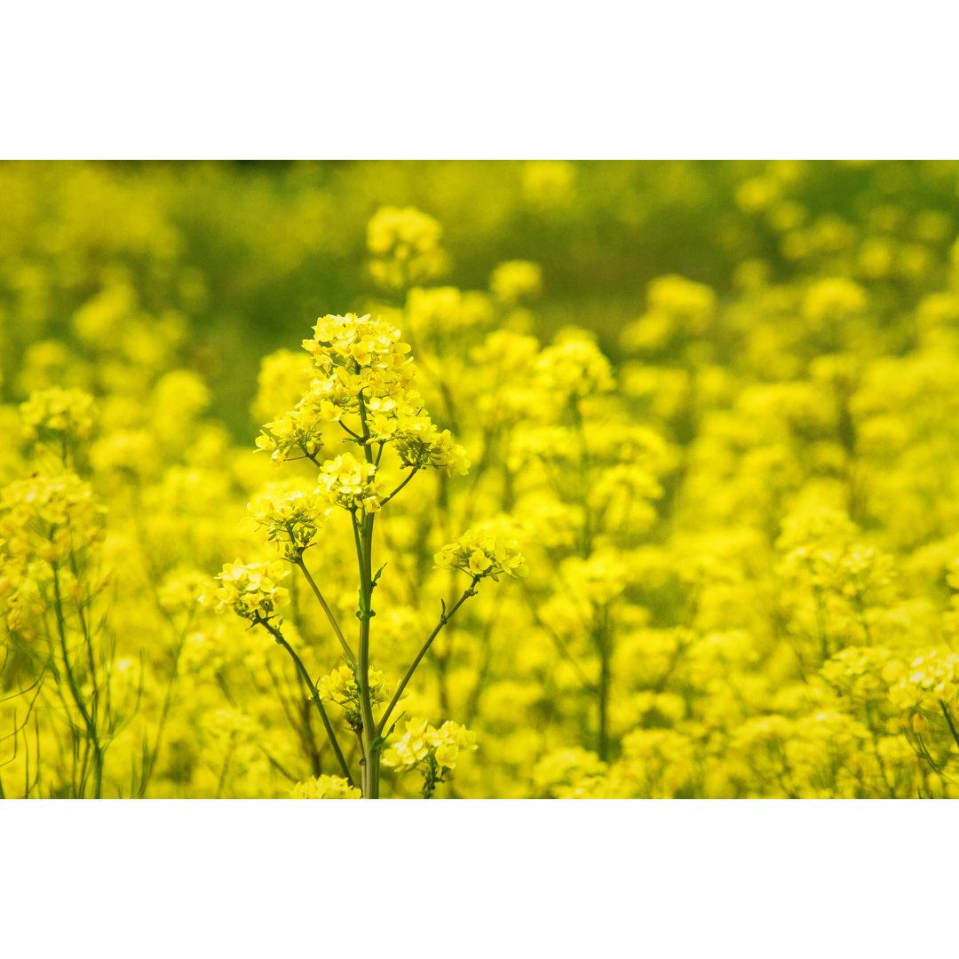 Leinwandbild Wild Mustard von 2ndLookGraphics