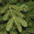 Pre-Lit Fir Christmas Tree-1740809304-1709394171