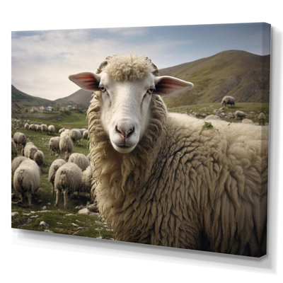 " Sheep Environmentalin Mountain "